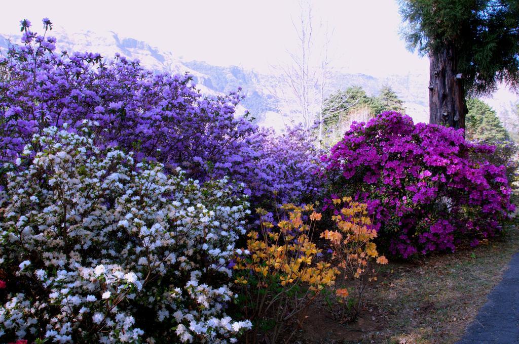 Emafweni Villa Champagne Valley Dış mekan fotoğraf